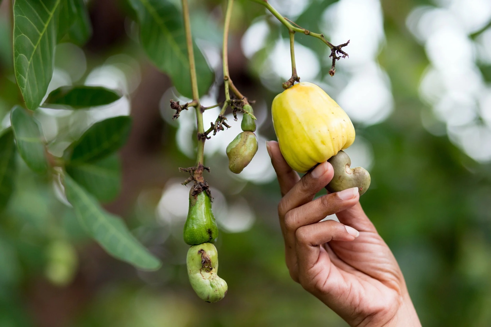 Raw Cashew Nuts — Ivory Coast