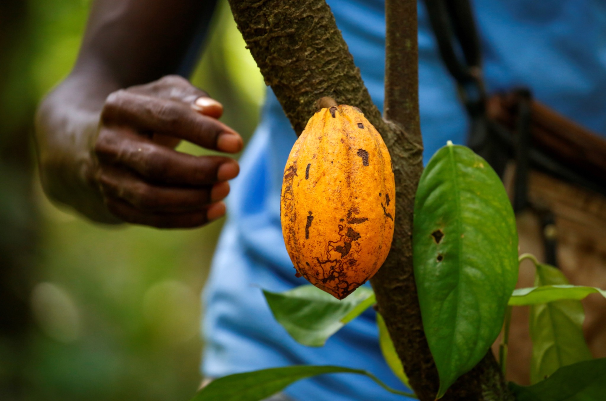 Premium Cocoa Beans — Ivory Coast