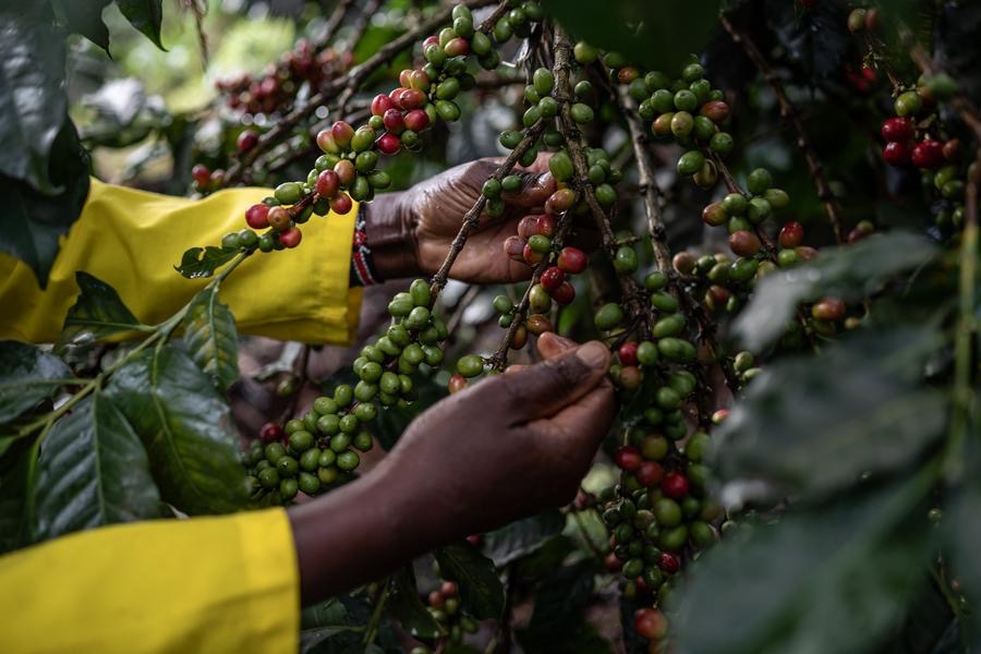 Robusta Coffee Beans — Ivory Coast