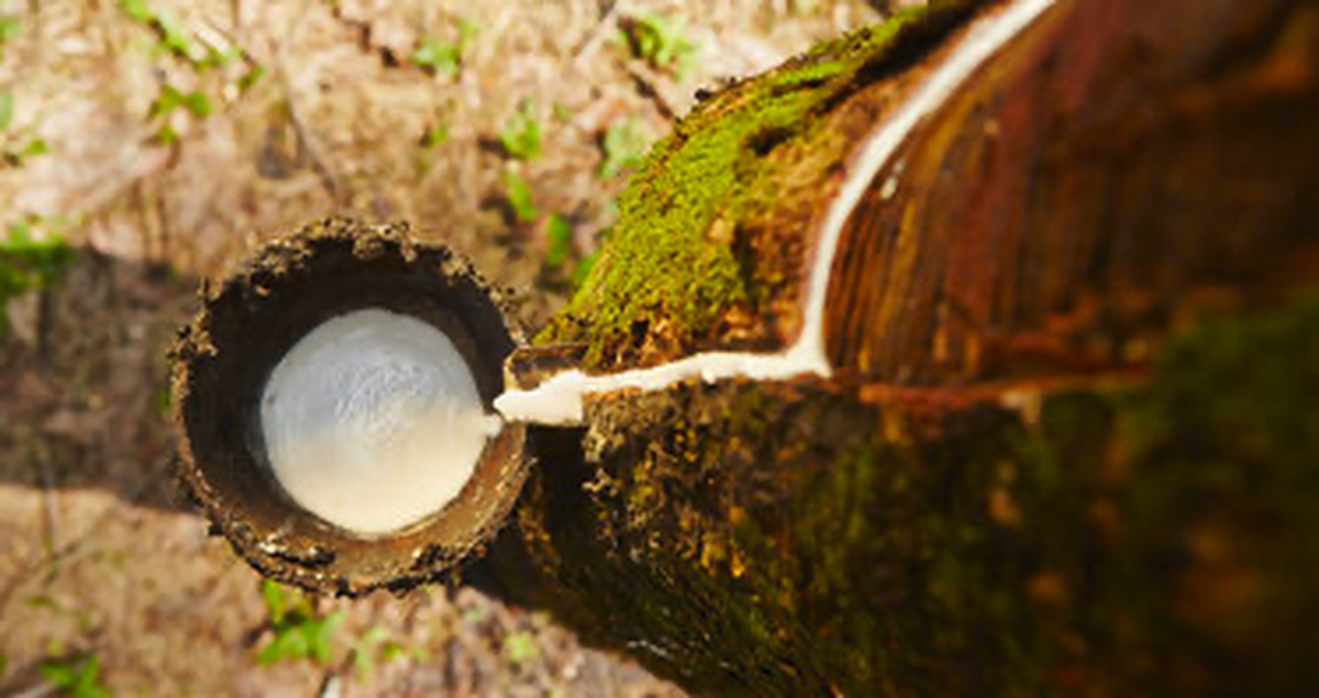 Raw Natural Rubber — Ivory Coast